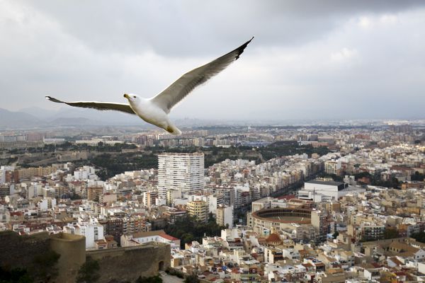 A seagull flies over Alicante